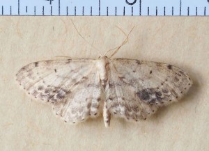 Geometridae Sterrhinae Idaea dimidiata a.jpg