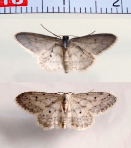 Geometridae Sterrhinae Idaea seriata.jpg