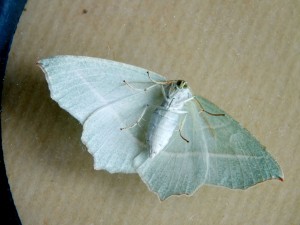 Geometridae Ennominae Campaea margaritata b.jpg
