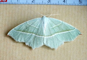 Geometridae Ennominae Campaea margaritata a.jpg