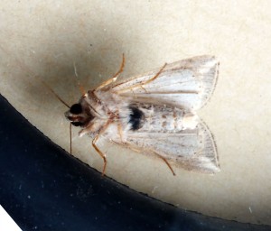 Noctuidae Hadeninae Mythimna l-album b.jpg