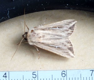 Noctuidae Hadeninae Mythimna l-album a.jpg