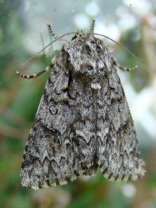 Copie de Viminia auricoma.JPG