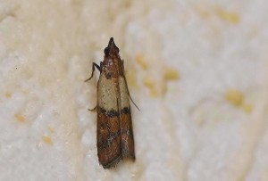 (Plodia interpunctella)ROTH6843.JPG