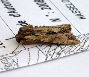 Noctuidae Xyleninae Apamea monoglypha c.jpg