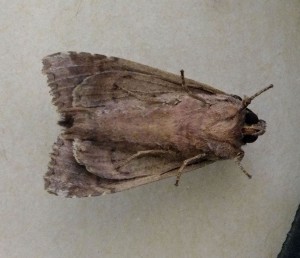 Noctuidae Xyleninae Apamea monoglypha b.jpg