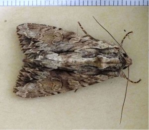 Noctuidae Xyleninae Apamea monoglypha a.jpg