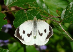 Pieris brassicae.jpg