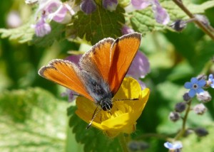 Lycaena virgaureae.jpg