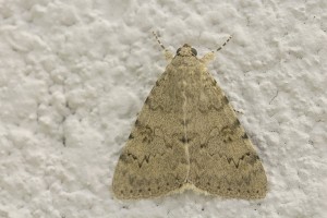 Catocale-4329.jpg