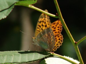 DSC06850.JPG