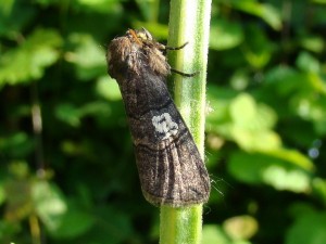 DSC01255 - Copie.JPG