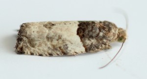IMG_4400.JPG