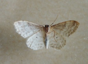 Geometridae Sterrhinae Idaea fuscovenosa b.jpg