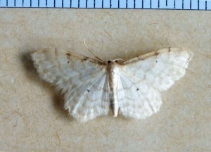Geometridae Sterrhinae Idaea fuscovenosa a.jpg