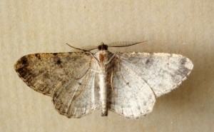 Geometridae Ennominae Peribatodes rhomboidaria b.jpg