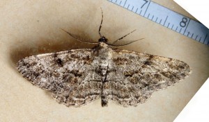 Geometridae Ennominae Peribatodes rhomboidaria a.jpg