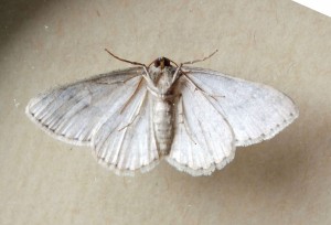 Geometridae Ennominae Ectropis bistortata b.jpg