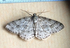 Geometridae Ennominae Ectropis bistortata a.jpg