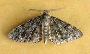Peribatodes rhomboidaria.jpg