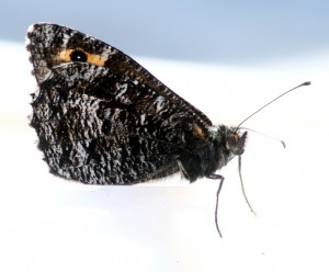 h-semele_0653.jpg