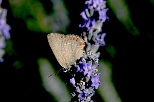 Satyrium esculi-4279.jpg