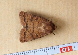 Noctuidae Hoplodrina blanda a.jpg