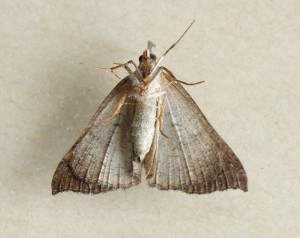 Noctuidae Hypeninae Hypena proboscidalis b.jpg