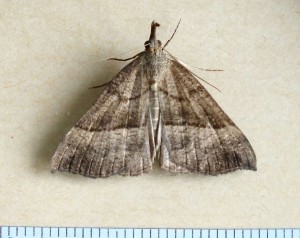 Noctuidae Hypeninae Hypena proboscidalis a.jpg