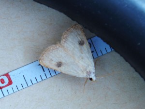 Rivulinae Rivula sericealis.jpg