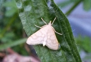Crambidae Pyraustinae Paracorsia repandalis.jpg