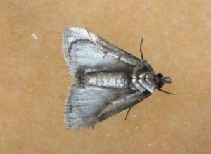 Pyralinae Aglossa pinguinalis b.jpg
