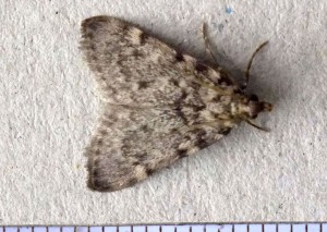 Pyralinae Aglossa pinguinalis a.jpg