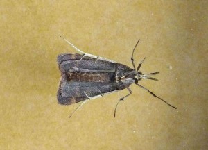 Pyralinae Synaphe punctalis fem b.jpg