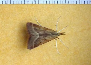 Pyralinae Synaphe punctalis fem a.jpg