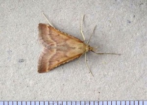Pyralinae Synaphe punctalis mâle.jpg