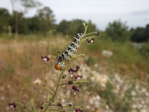 cucullia caninae.jpg