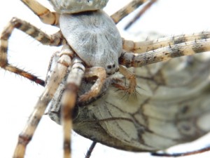 Argiope lobata Aubais (7).JPG