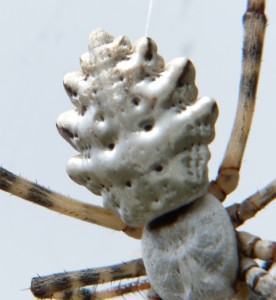 Argiope lobata Aubais (6).JPG