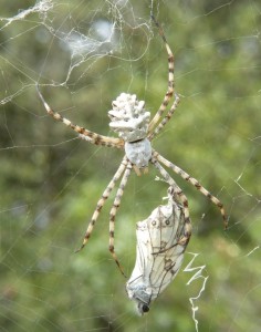 Argiope lobata Aubais (3).JPG