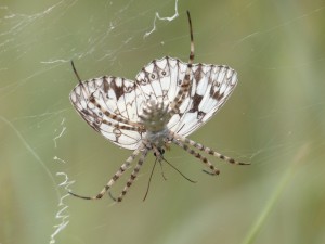 Argiope lobata Aubais (1).JPG