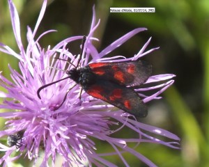 Zygaena trifolii.JPG