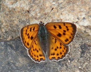 Cuivré mauvin.JPG