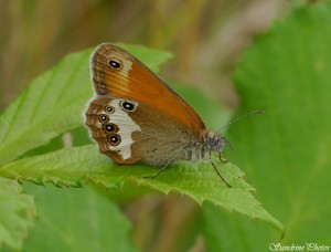 Céphale, Coenonympha arcania, Papillon de jour, 04-07-2014, Verrières, Poitou-Charentes (2).jpg