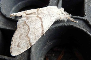 Papillon de nuit a identifier.jpg