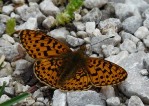 Boloria sp..jpg