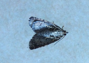 Noctuidae Eustrotiinae Protodeltote pygarga b.jpg