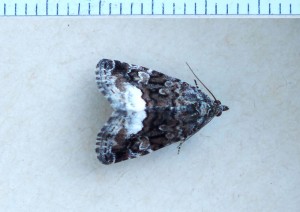 Noctuidae Eustrotiinae Protodeltote pygarga a.jpg