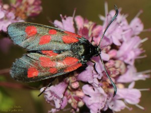 20140704_Zygaena_4966.jpg