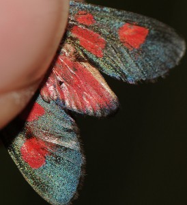 20140704_Zygaena_4967.jpg